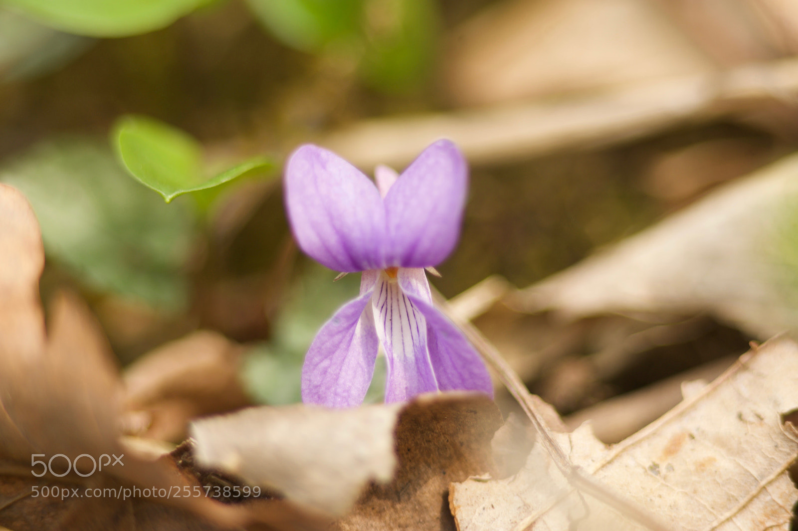 Nikon D700 sample photo. A violet photography