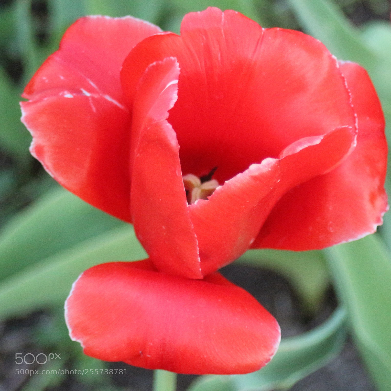 Canon EOS 100D (EOS Rebel SL1 / EOS Kiss X7) sample photo. A tulip photography