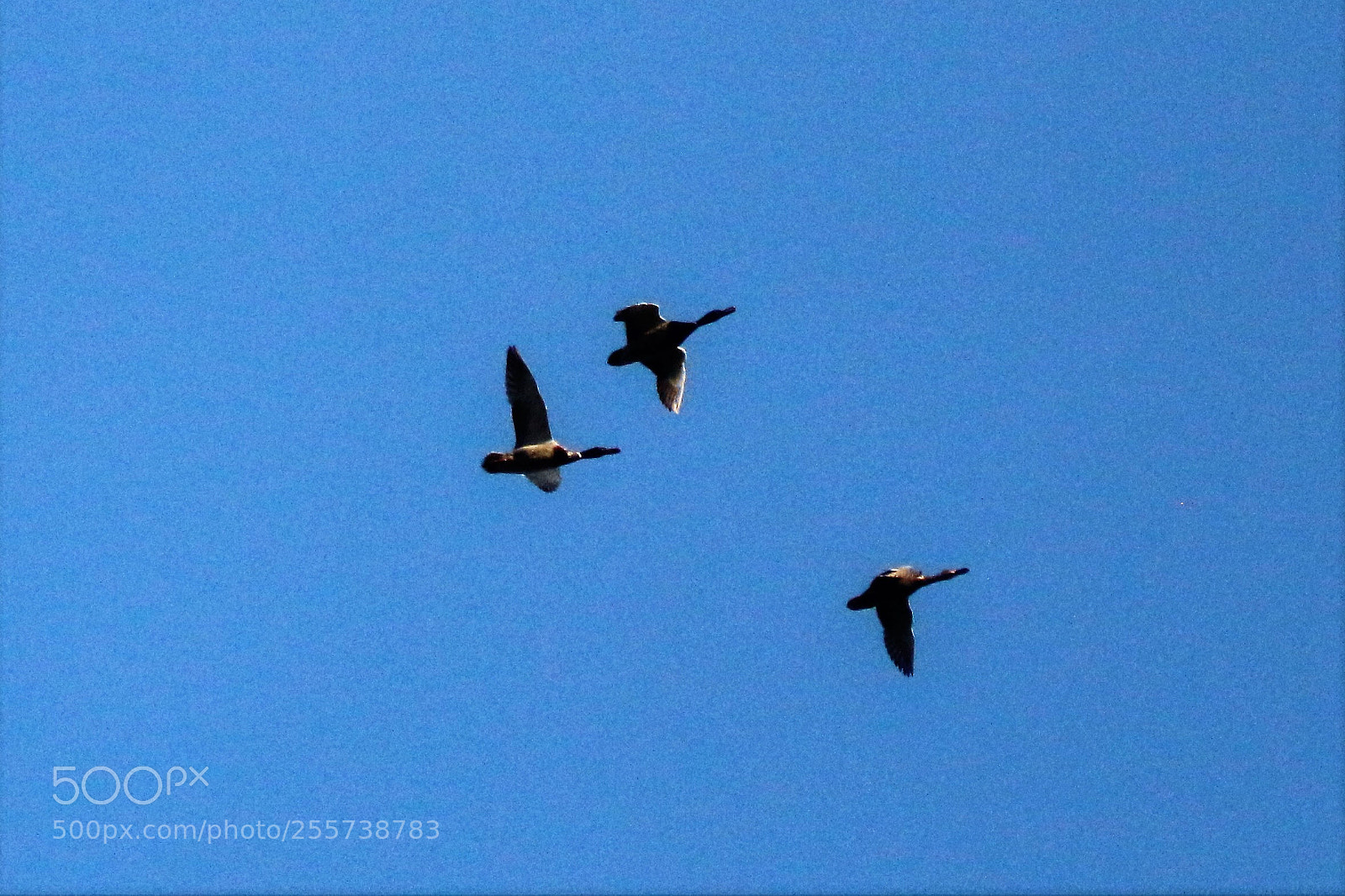 Canon EOS 100D (EOS Rebel SL1 / EOS Kiss X7) sample photo. Flying geese photography