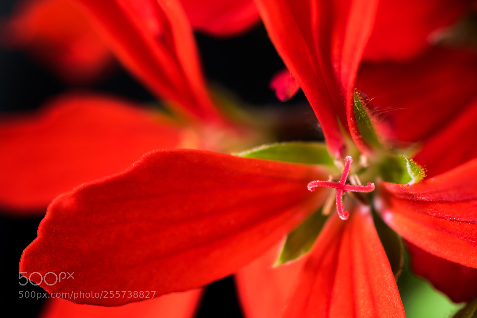 Nikon D5300 sample photo. Red geranium flower close photography