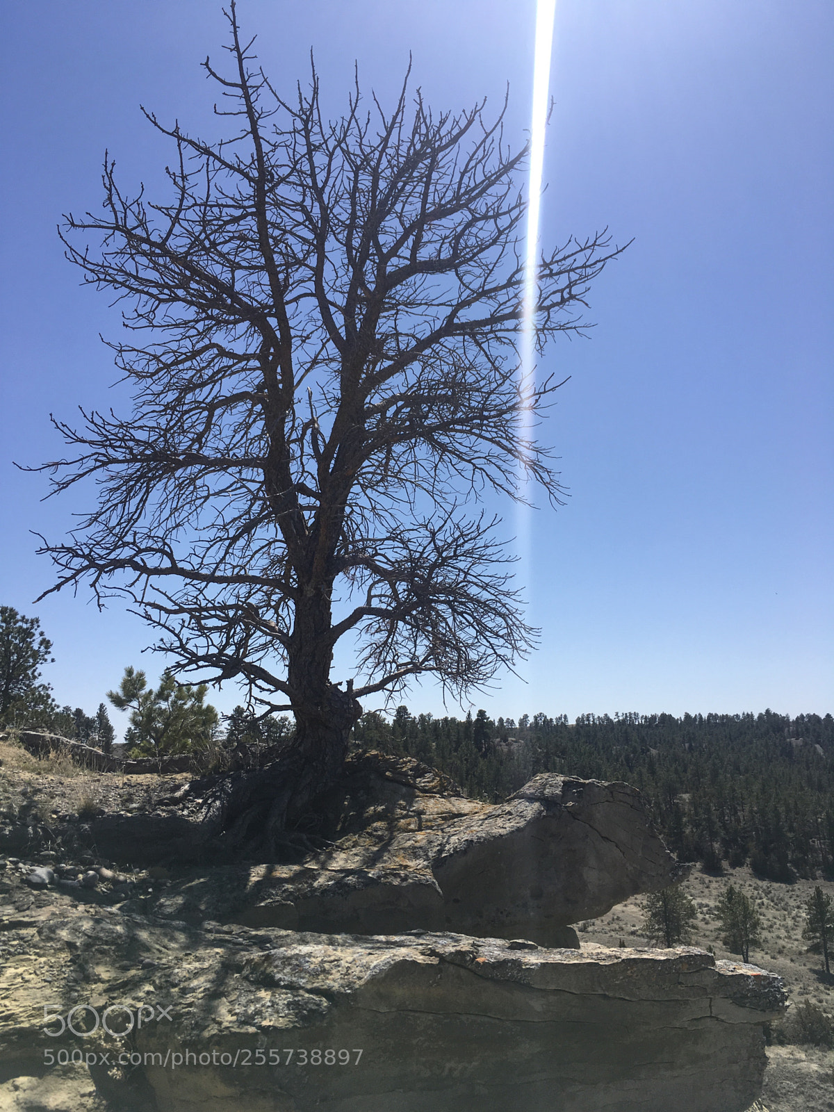Apple iPhone SE sample photo. The last one standing  photography