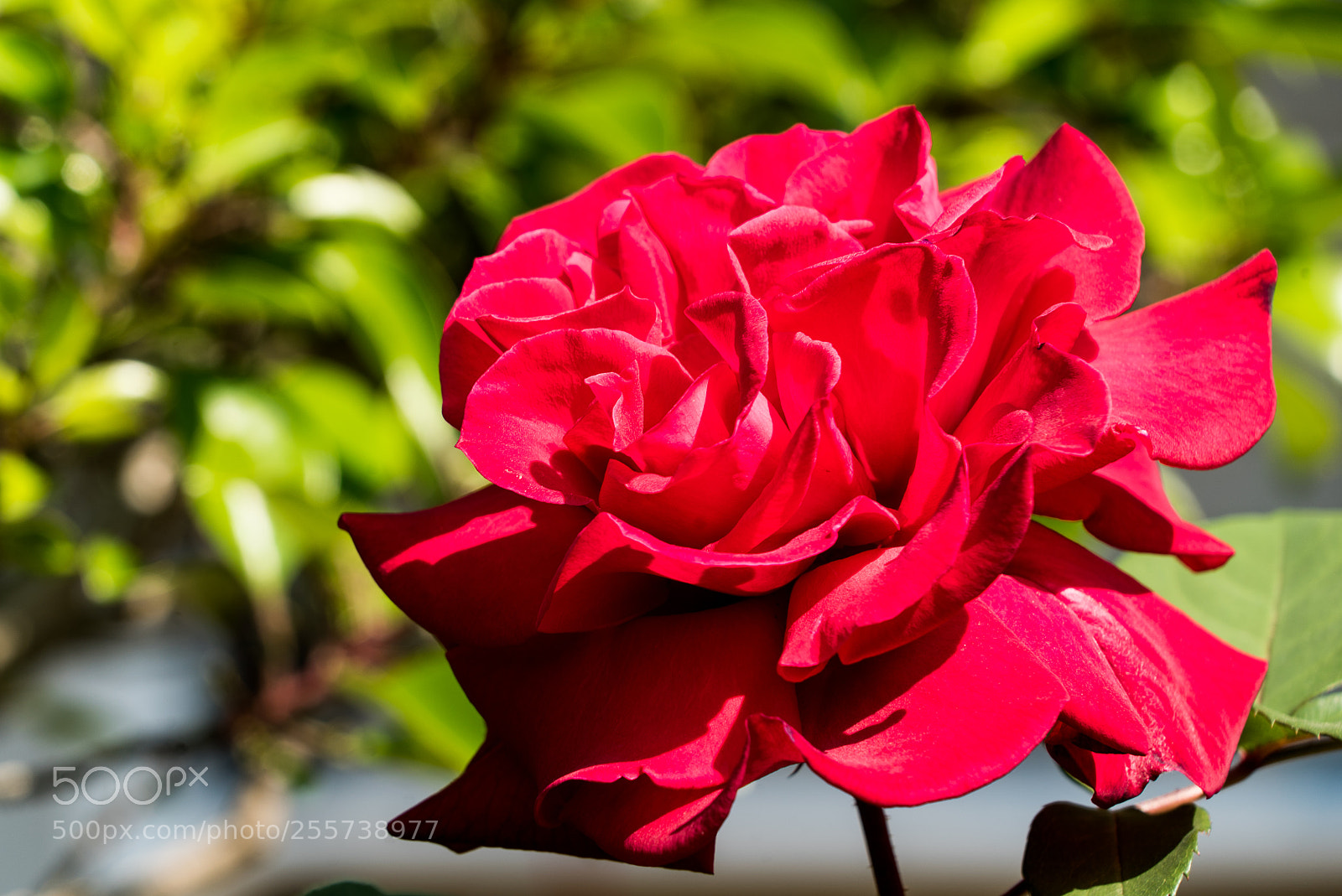Sony a7S sample photo. Untitled photography