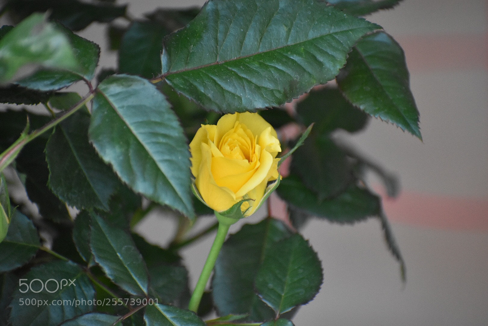 Nikon D3400 sample photo. Yellow rose photography