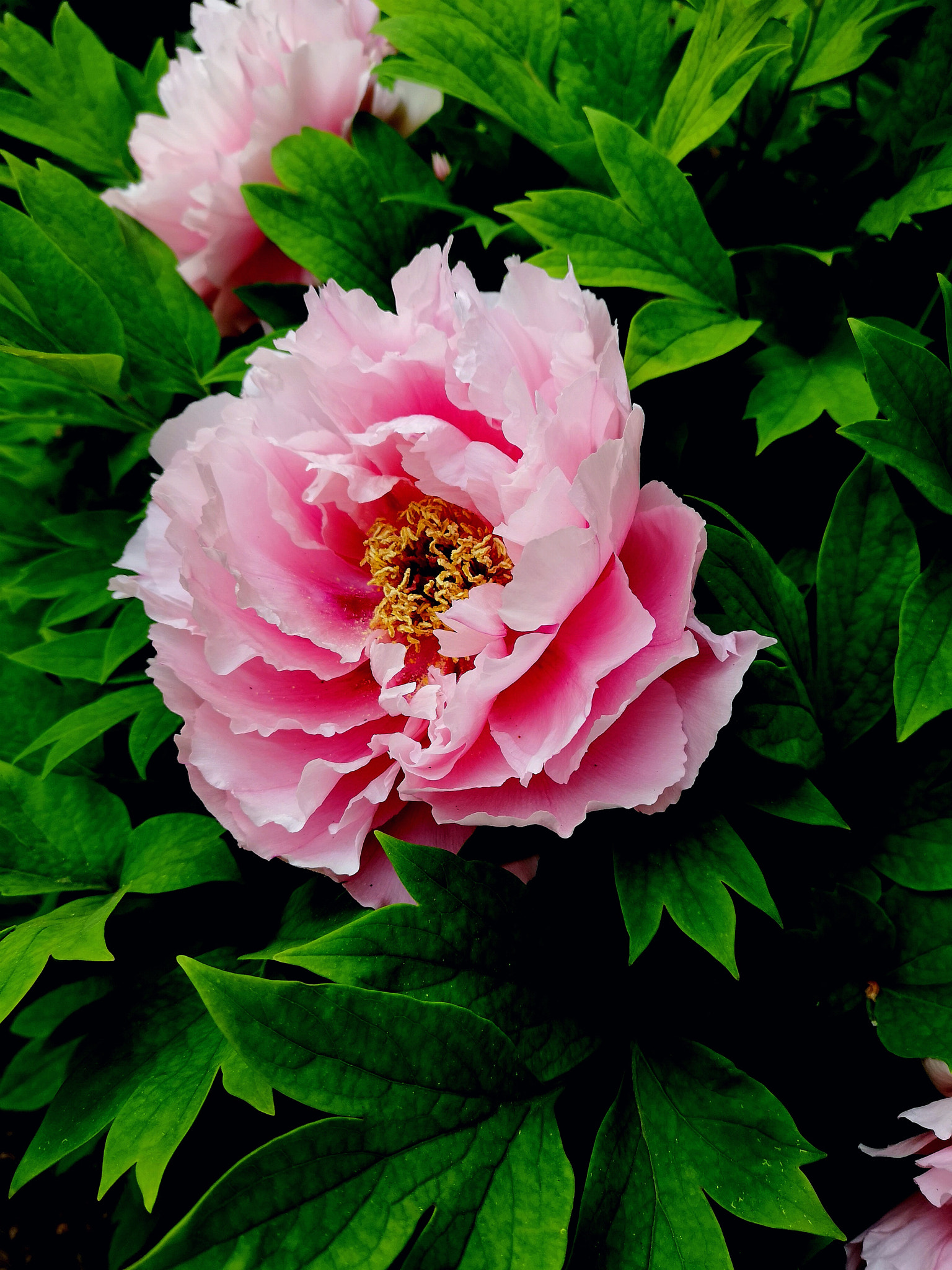 HUAWEI P20 Pro sample photo. 校园牡丹 photography