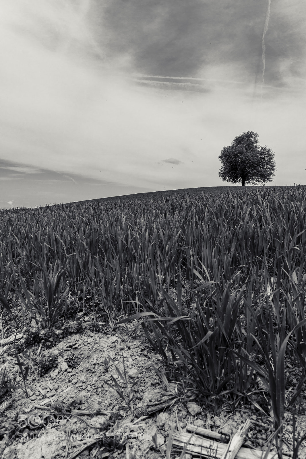 Sony a6500 sample photo. Lonely tree photography