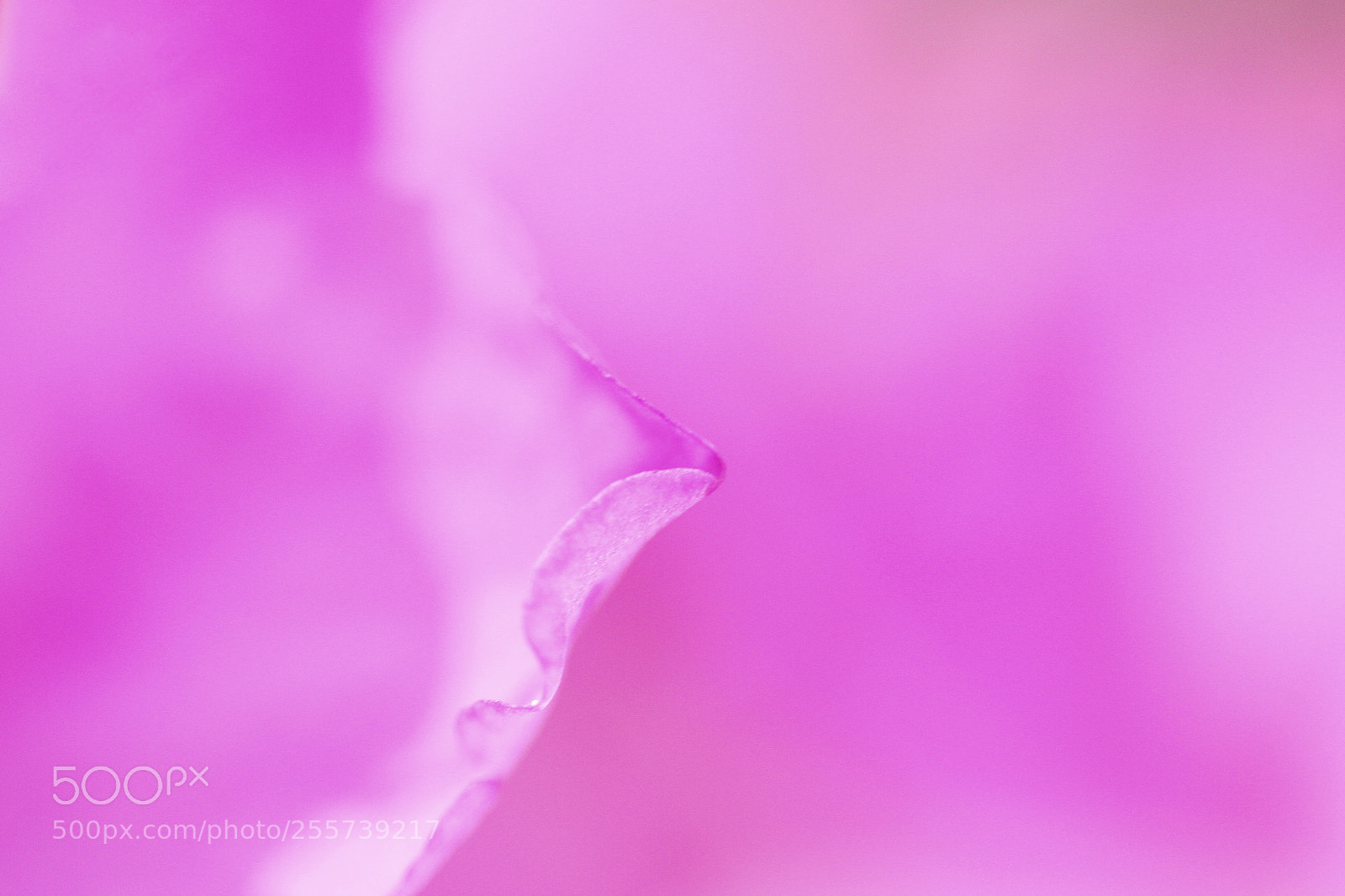 Canon EOS 50D sample photo. Pink spring photography