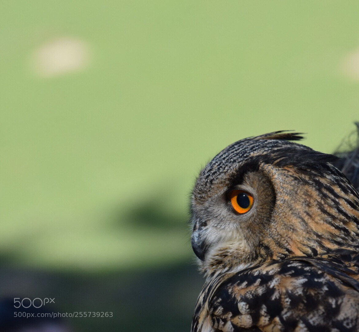 Nikon D5300 sample photo. Owl photography