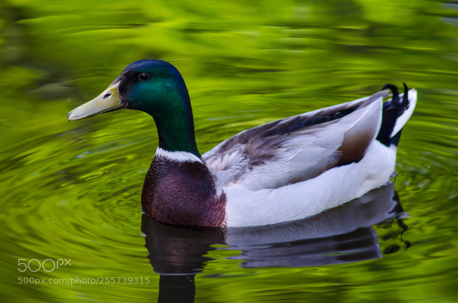 Nikon D5100 sample photo. Mallard photography