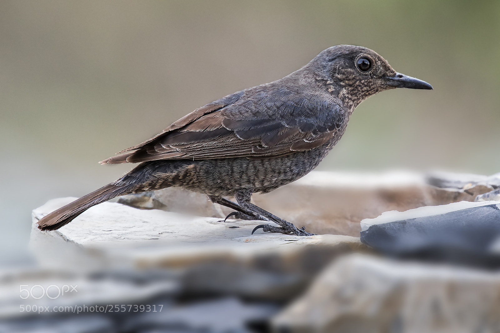 Canon EOS 7D Mark II sample photo. Passero solitario.... photography