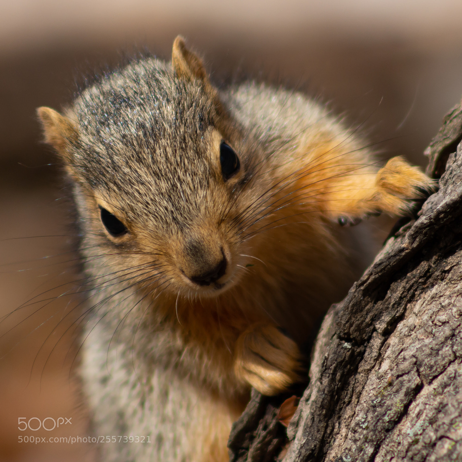Canon EOS 700D (EOS Rebel T5i / EOS Kiss X7i) sample photo. Inquisitive juvenile squirrel photography