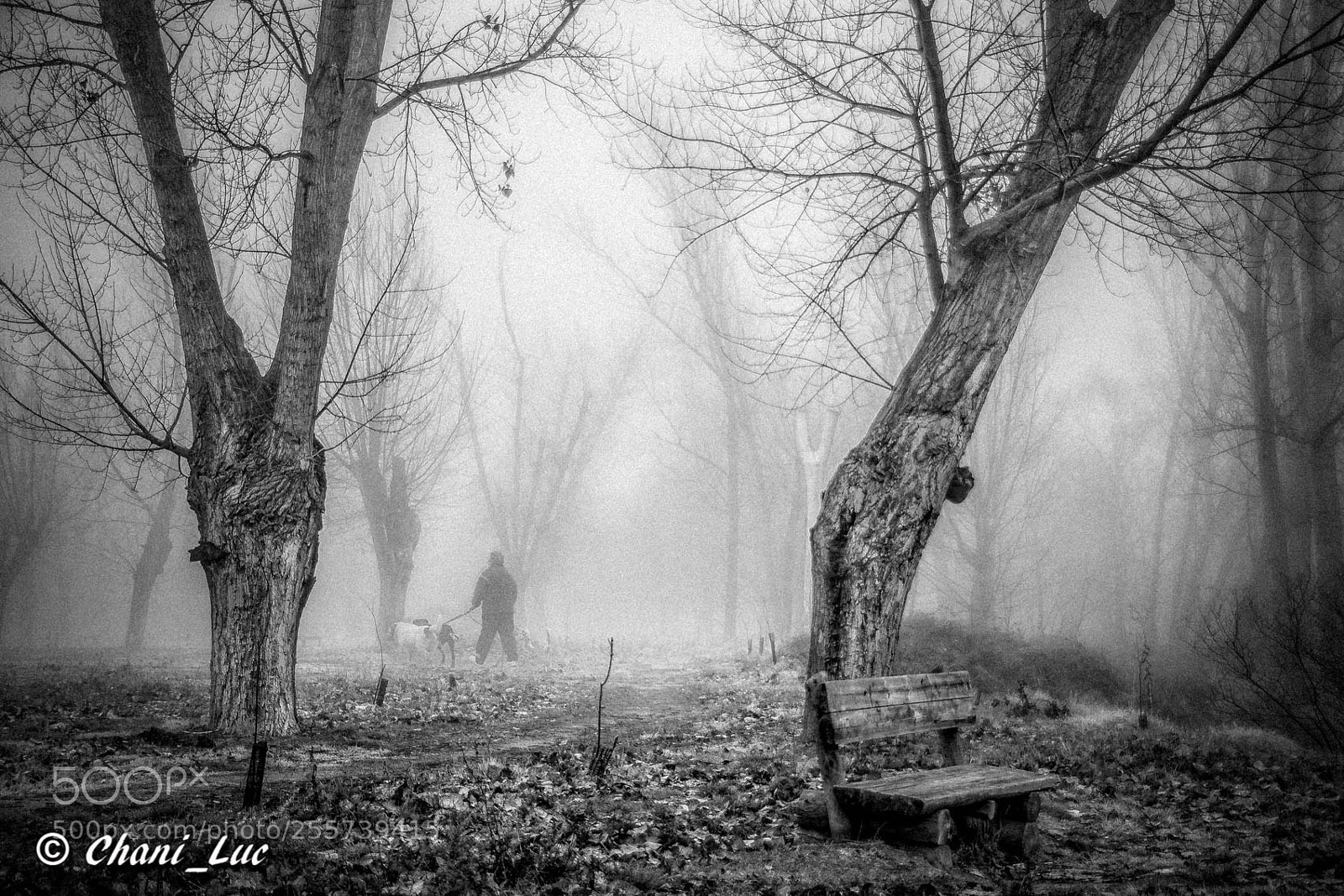 Nikon D5200 sample photo. Paseando a los perros... photography
