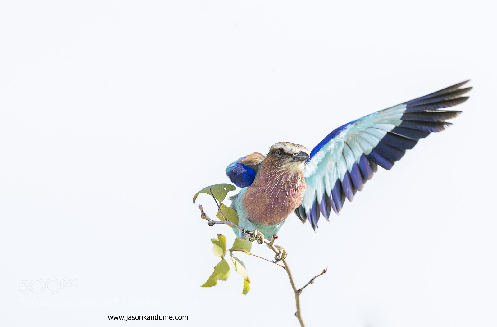 Canon EOS-1D X Mark II sample photo. Lilac breasted roller photography