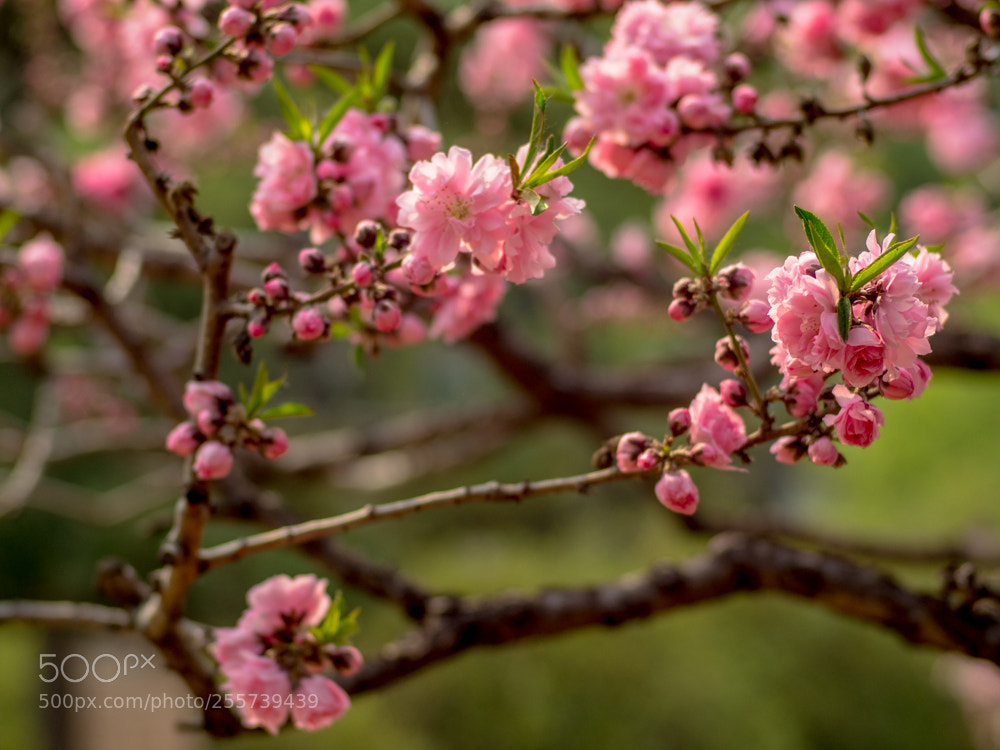 Olympus OM-D E-M1 Mark II sample photo. Untitled photography