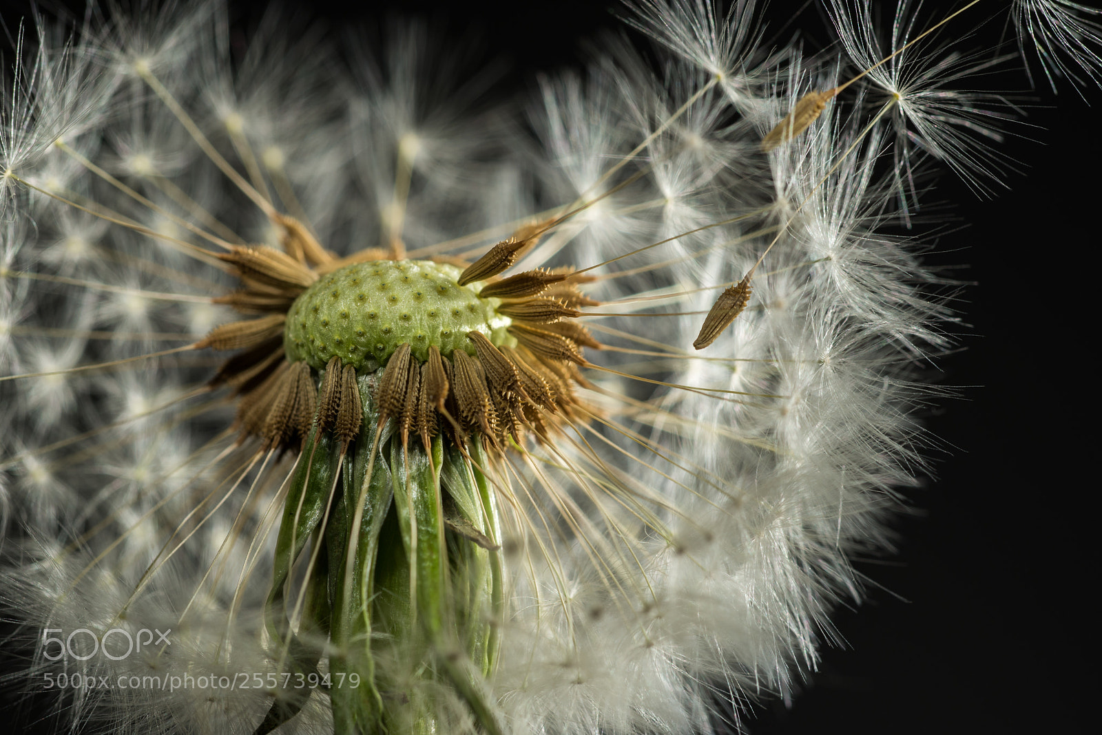 Nikon D610 sample photo. Dandelion photography