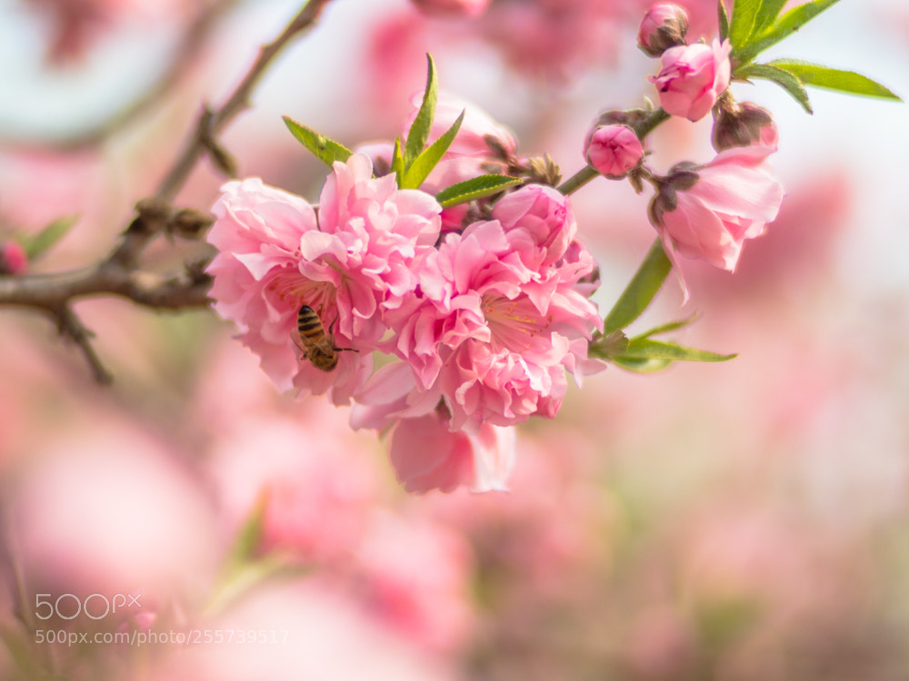 Olympus OM-D E-M1 Mark II sample photo. Untitled photography