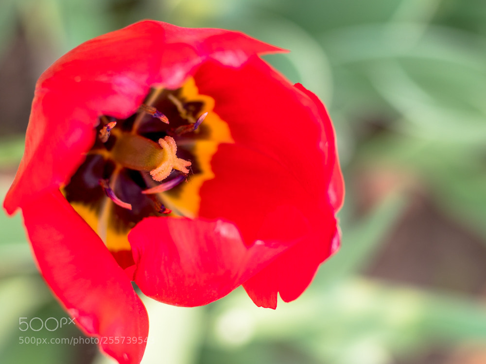Olympus OM-D E-M1 Mark II sample photo. Untitled photography