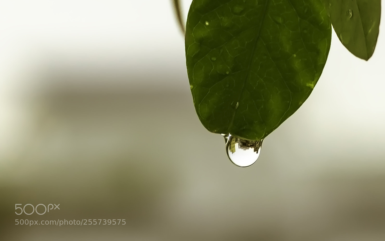Canon EOS 1300D (EOS Rebel T6 / EOS Kiss X80) sample photo. Rain drop photography
