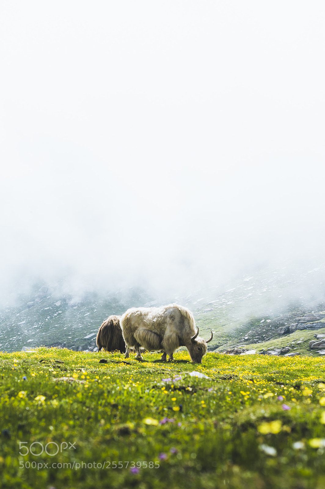 Nikon D3200 sample photo. Peaceful yak life photography