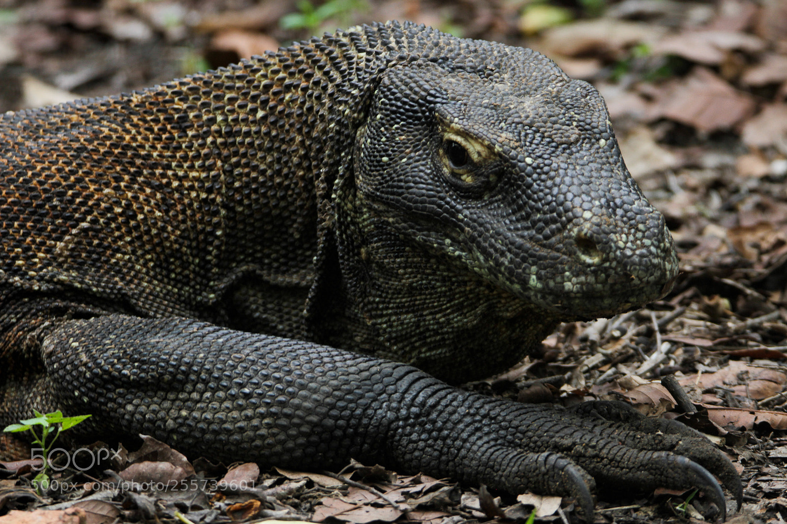 Canon EOS 7D sample photo. Murderous gaze photography