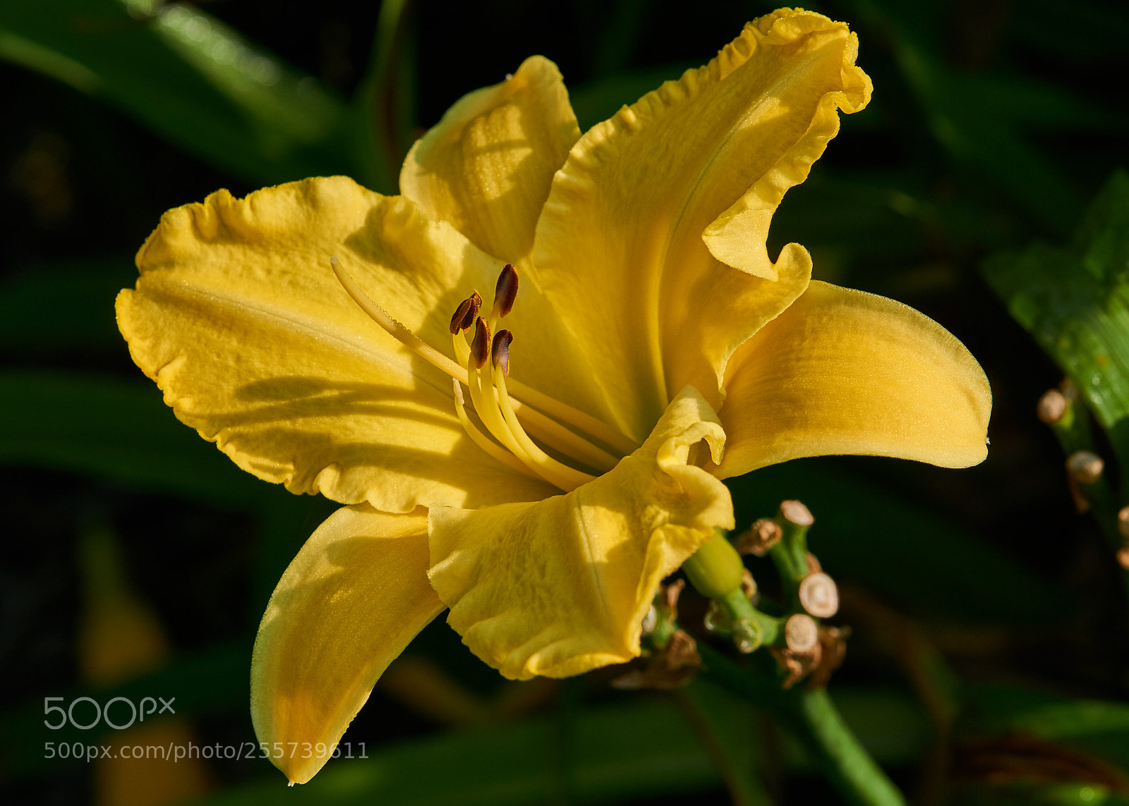 Sony a6000 sample photo. Daylily photography