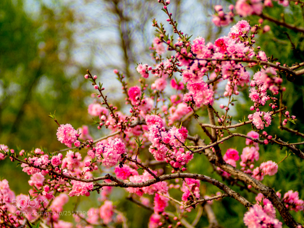 Olympus OM-D E-M1 Mark II sample photo. Untitled photography