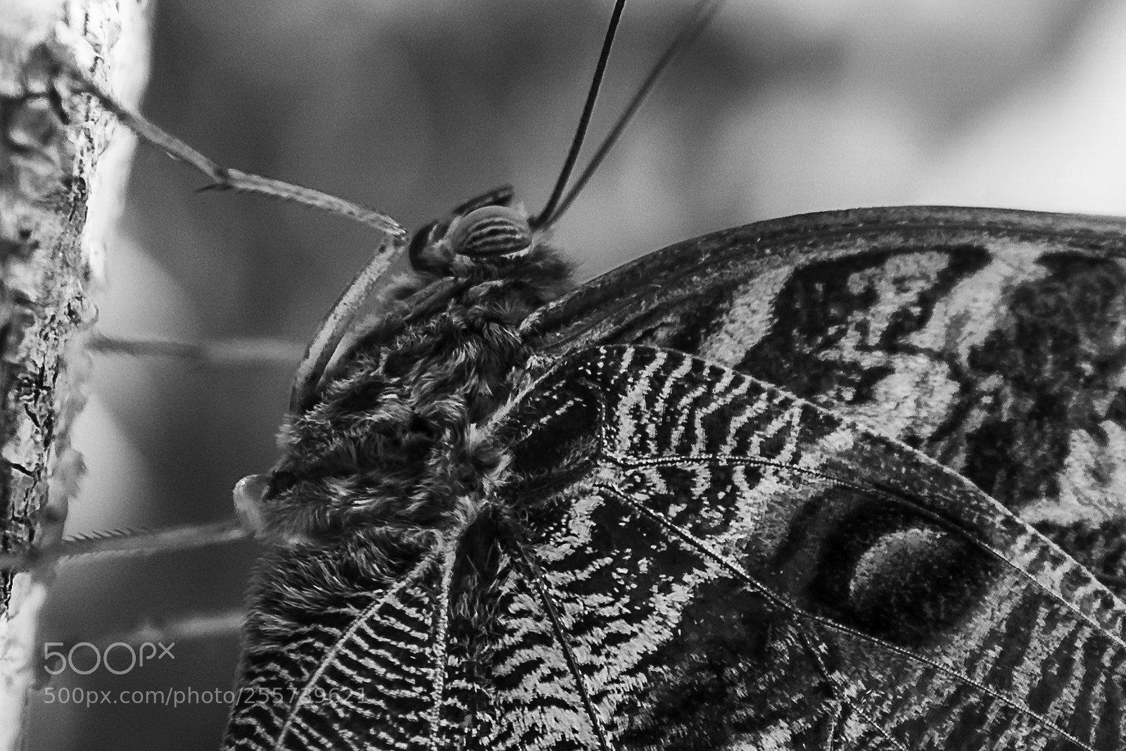 Sony a6000 sample photo. Owl butterfly photography