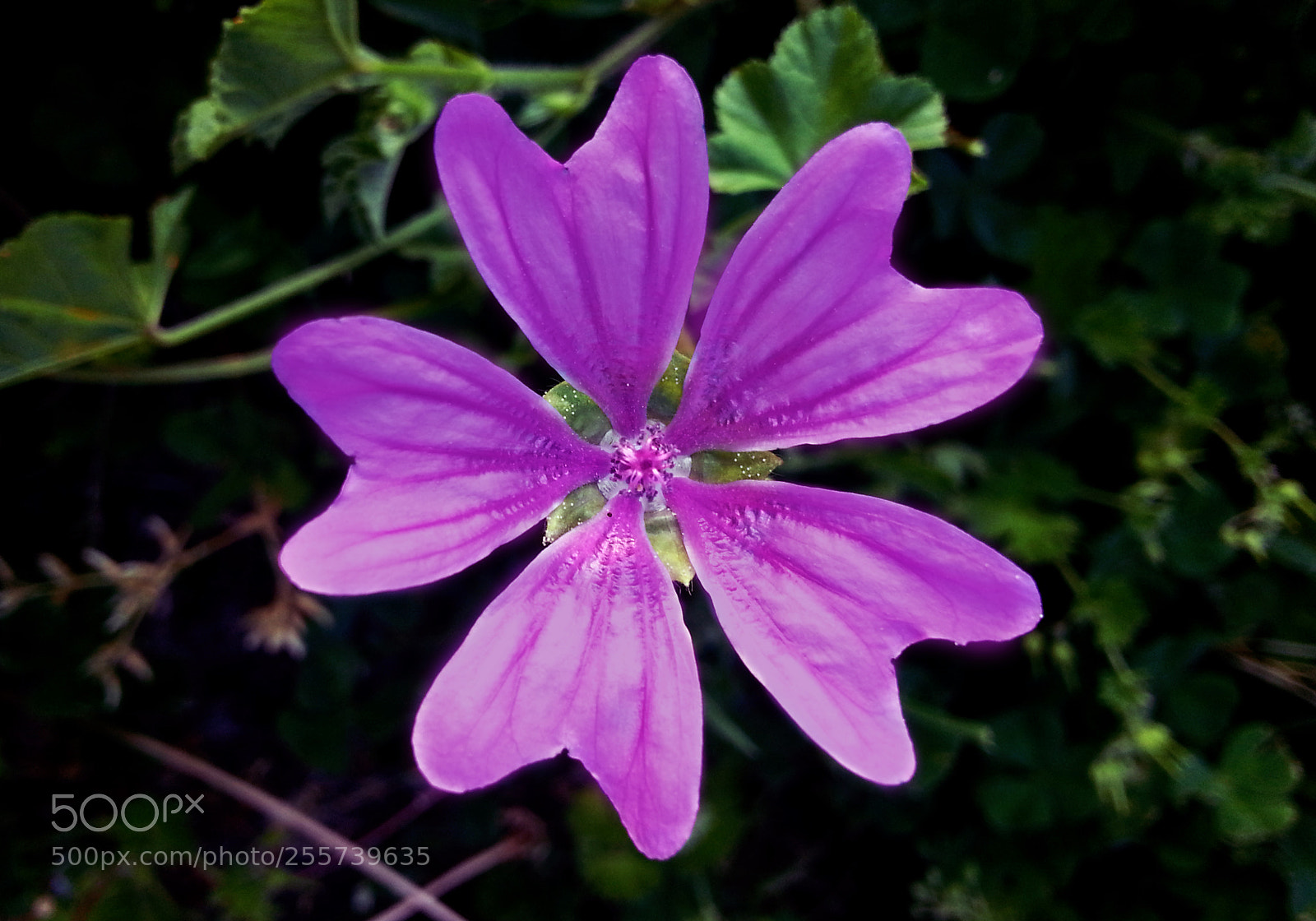 Samsung Galaxy Note2 sample photo. Flower photography