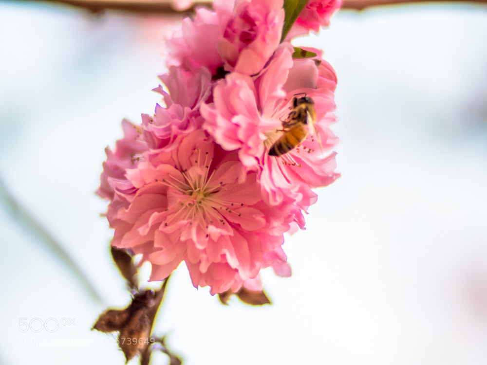 Olympus OM-D E-M1 Mark II sample photo. Untitled photography