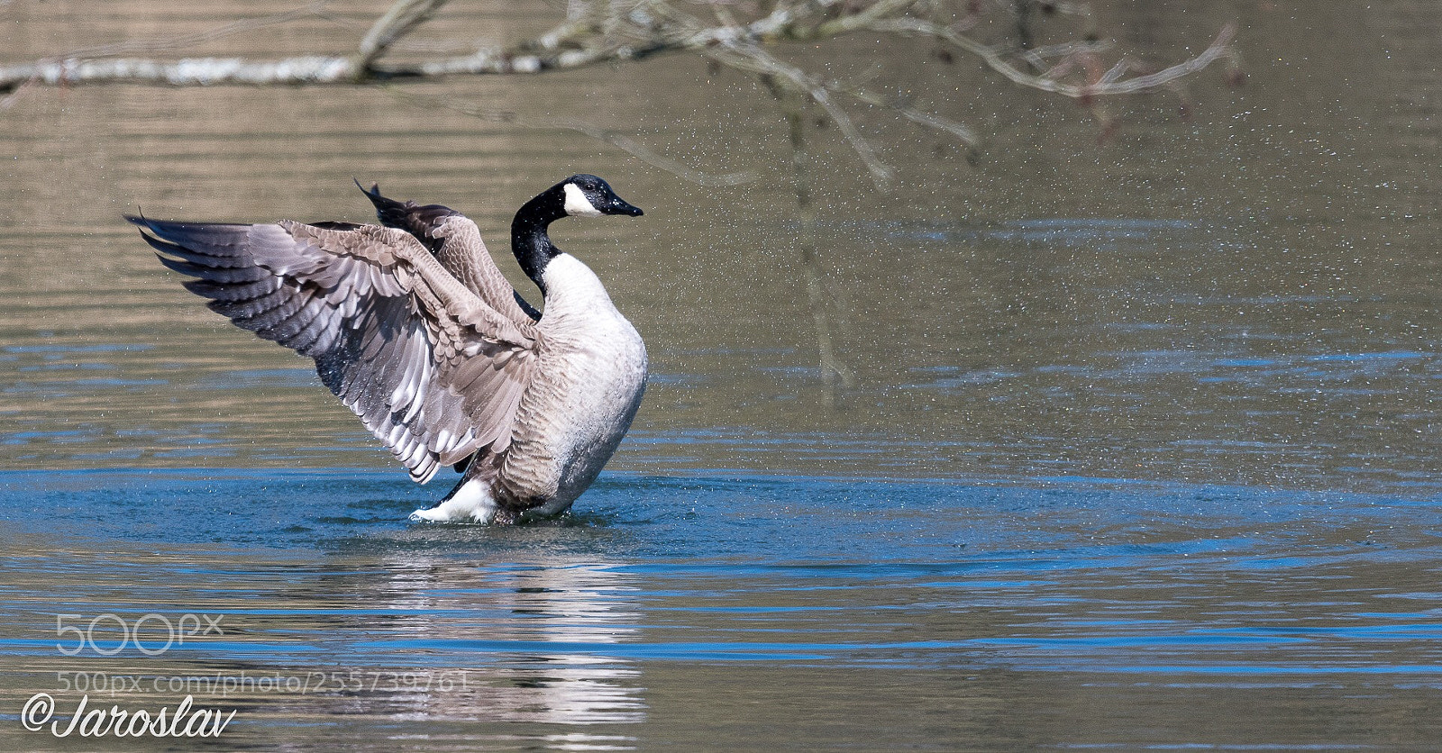 Nikon D500 sample photo. Canada goose stretching photography