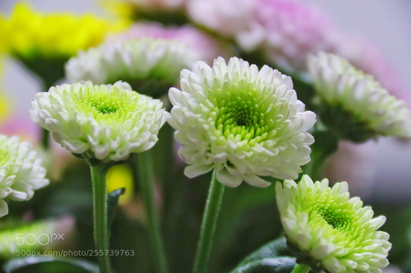 Canon EOS 80D sample photo. 花 photography