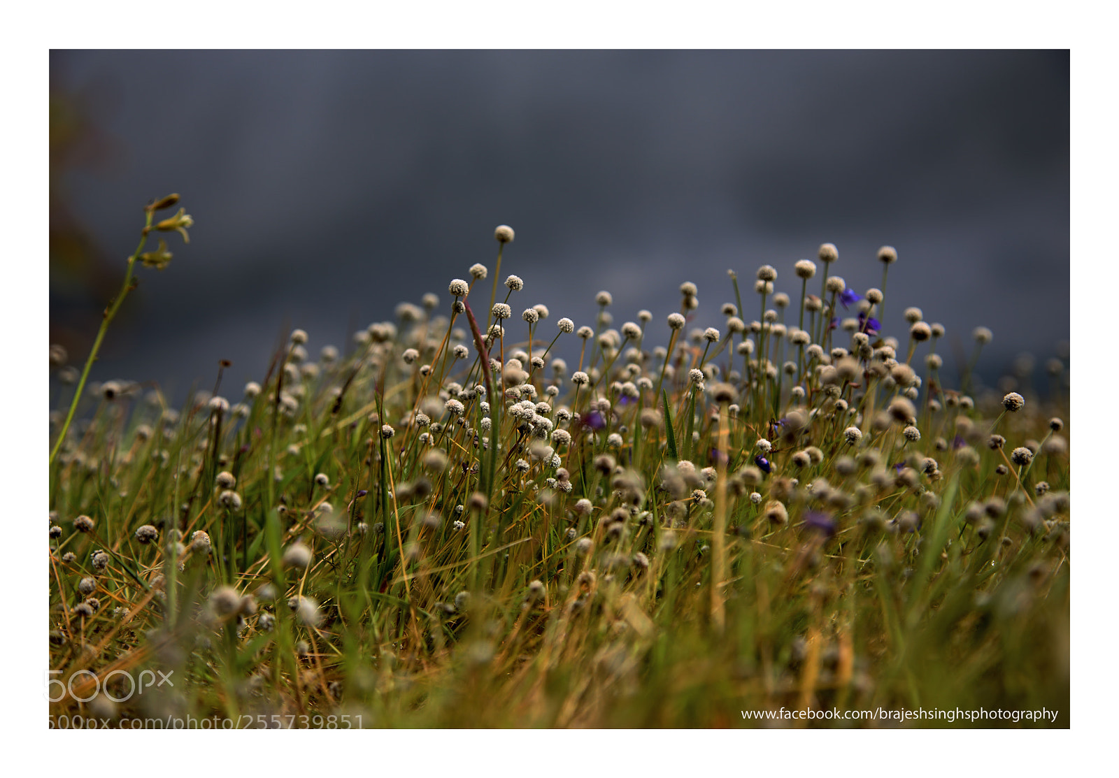 Canon EOS 6D sample photo. Tiny buds of kaas photography