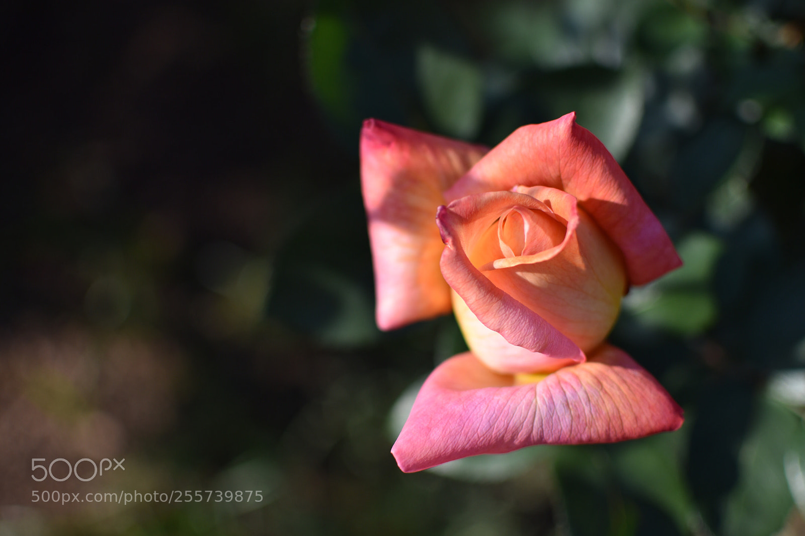 Nikon D3400 sample photo. Untitled photography