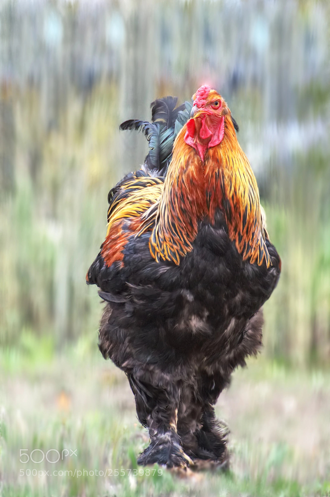 Nikon D5100 sample photo. Coq cock photography