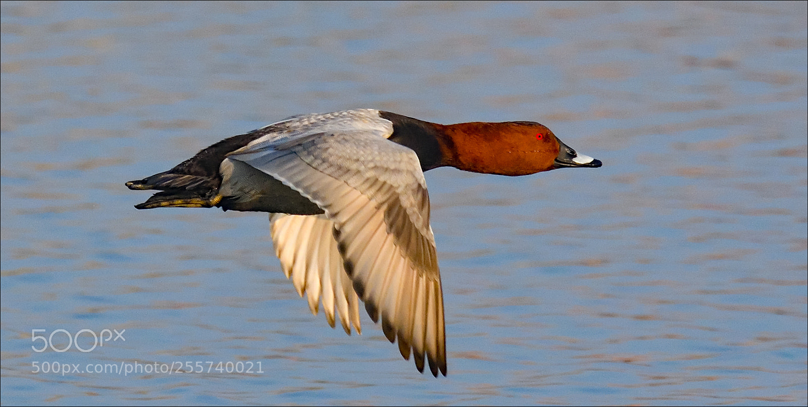 Nikon D500 sample photo. Flying duck photography