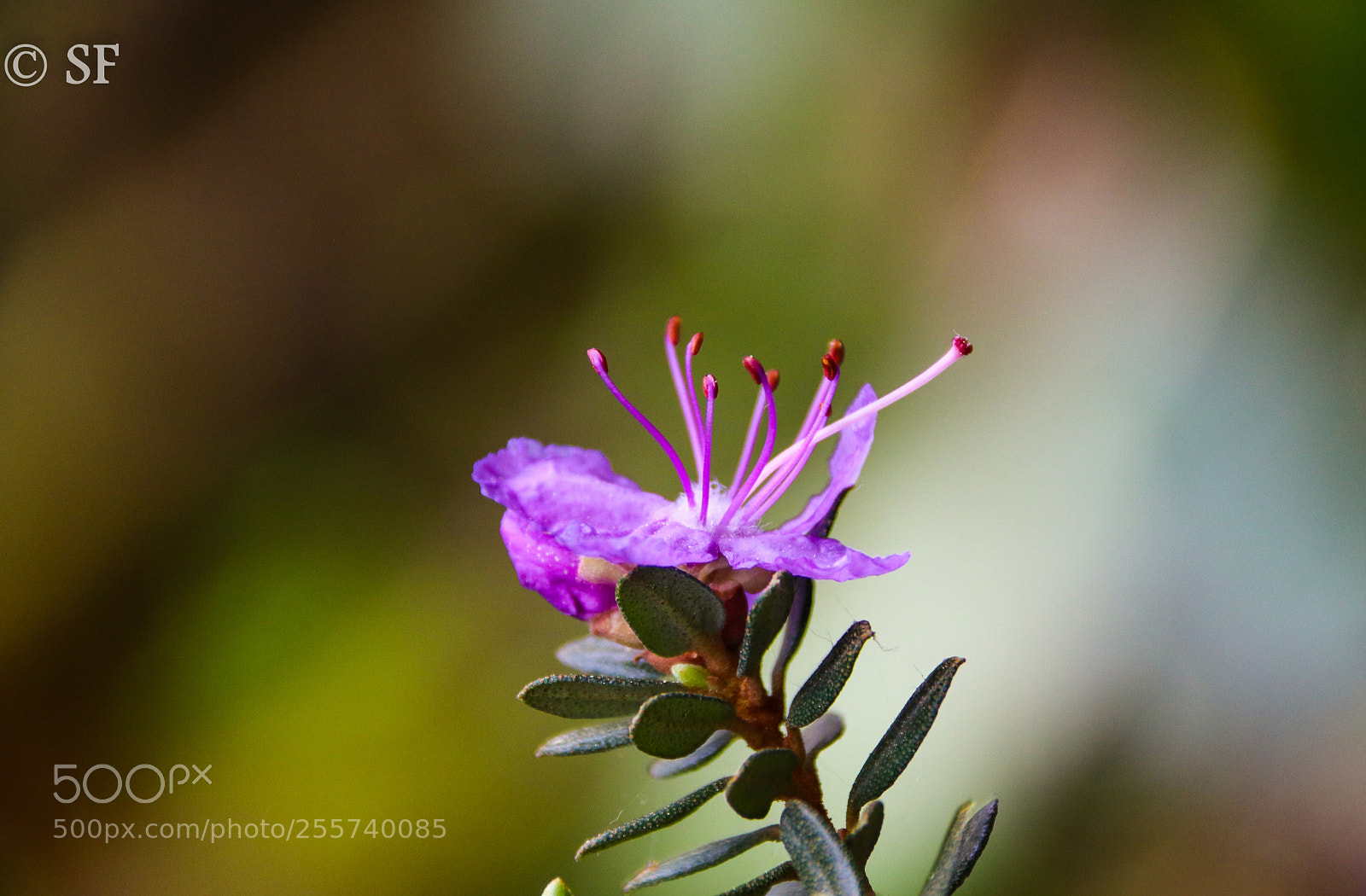 Canon EOS 750D (EOS Rebel T6i / EOS Kiss X8i) sample photo. Alpine rose in the photography
