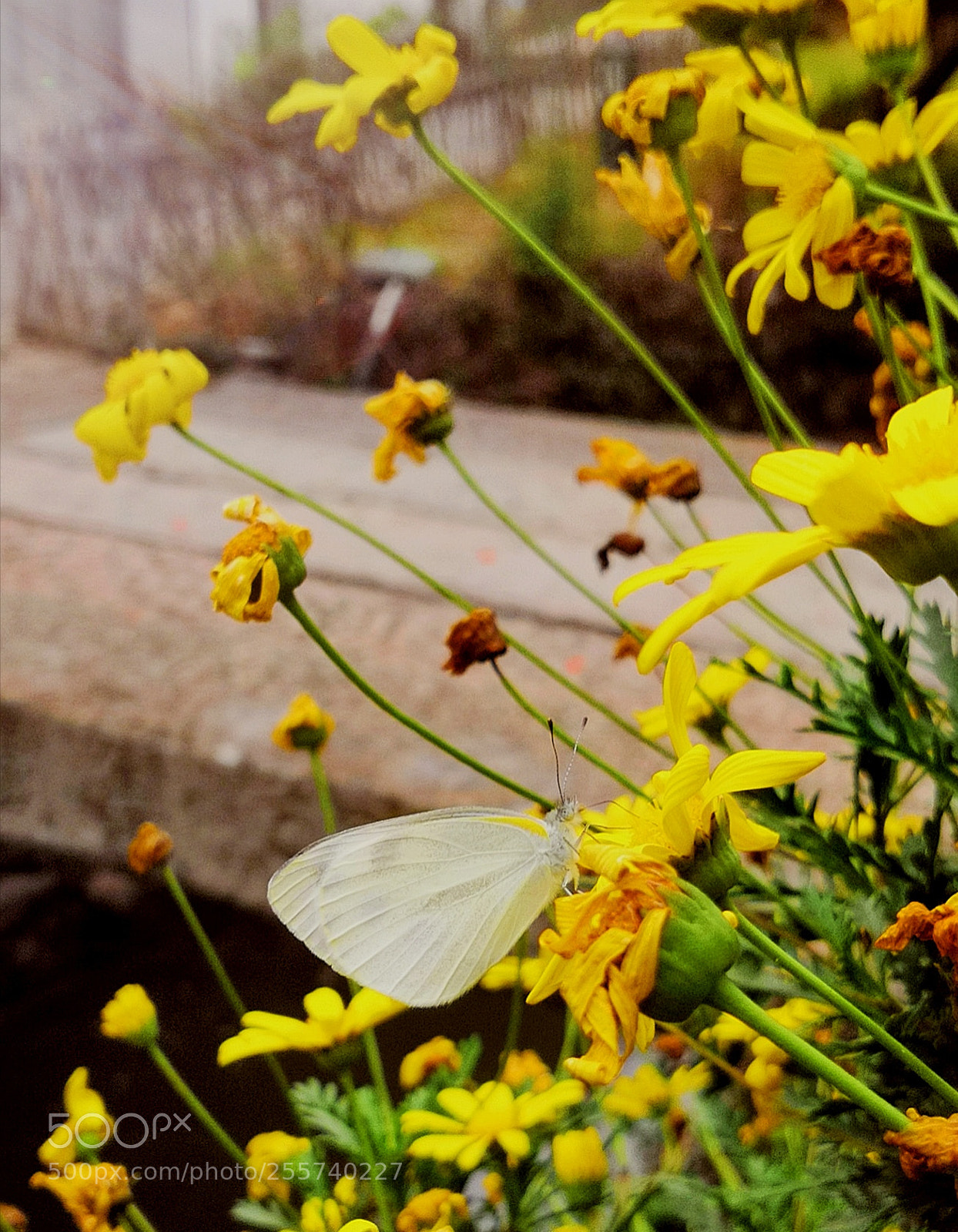 HUAWEI Honor 10 sample photo. Butterfly in flower photography