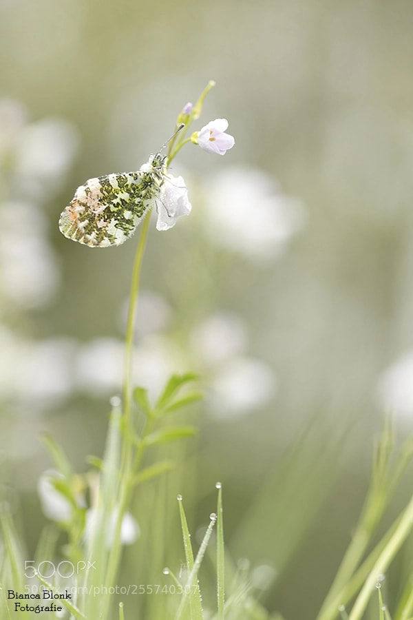 Canon EOS 6D Mark II sample photo. Oranjetipje photography