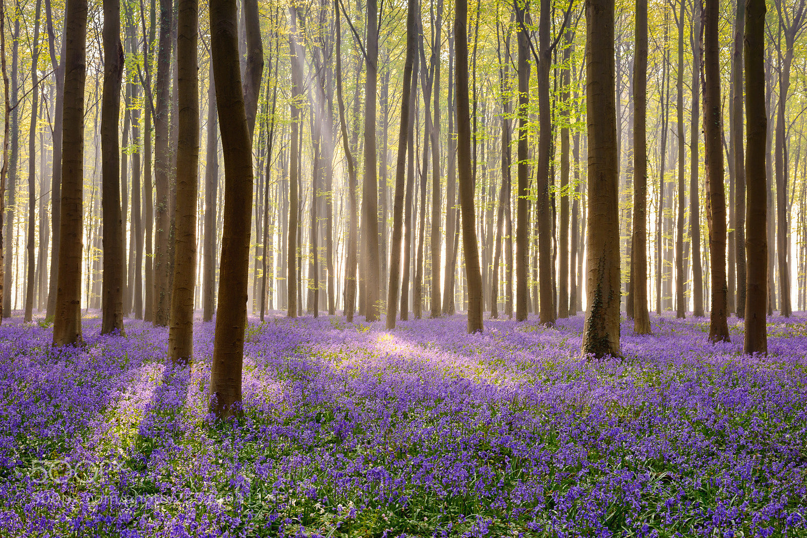Nikon D800 sample photo. Purple carpet photography