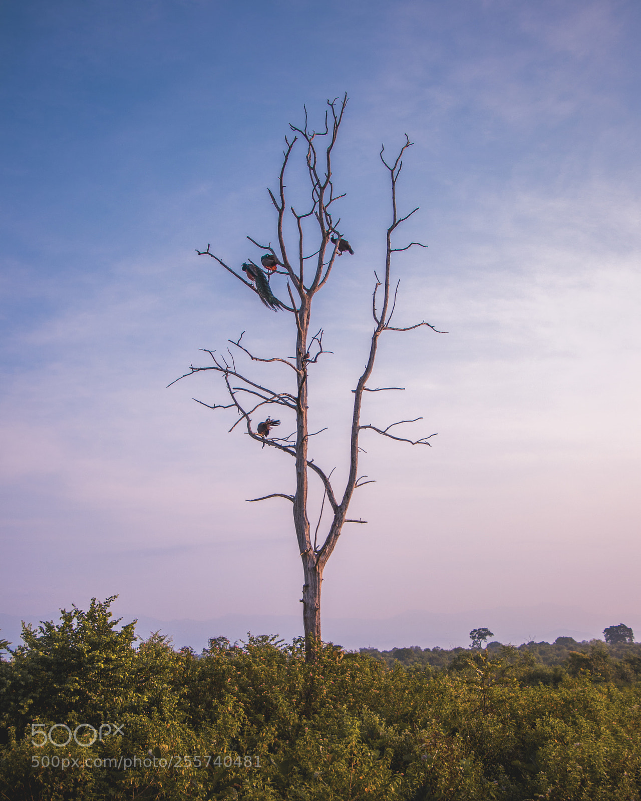 Canon EOS 80D sample photo. The peacock's tree photography