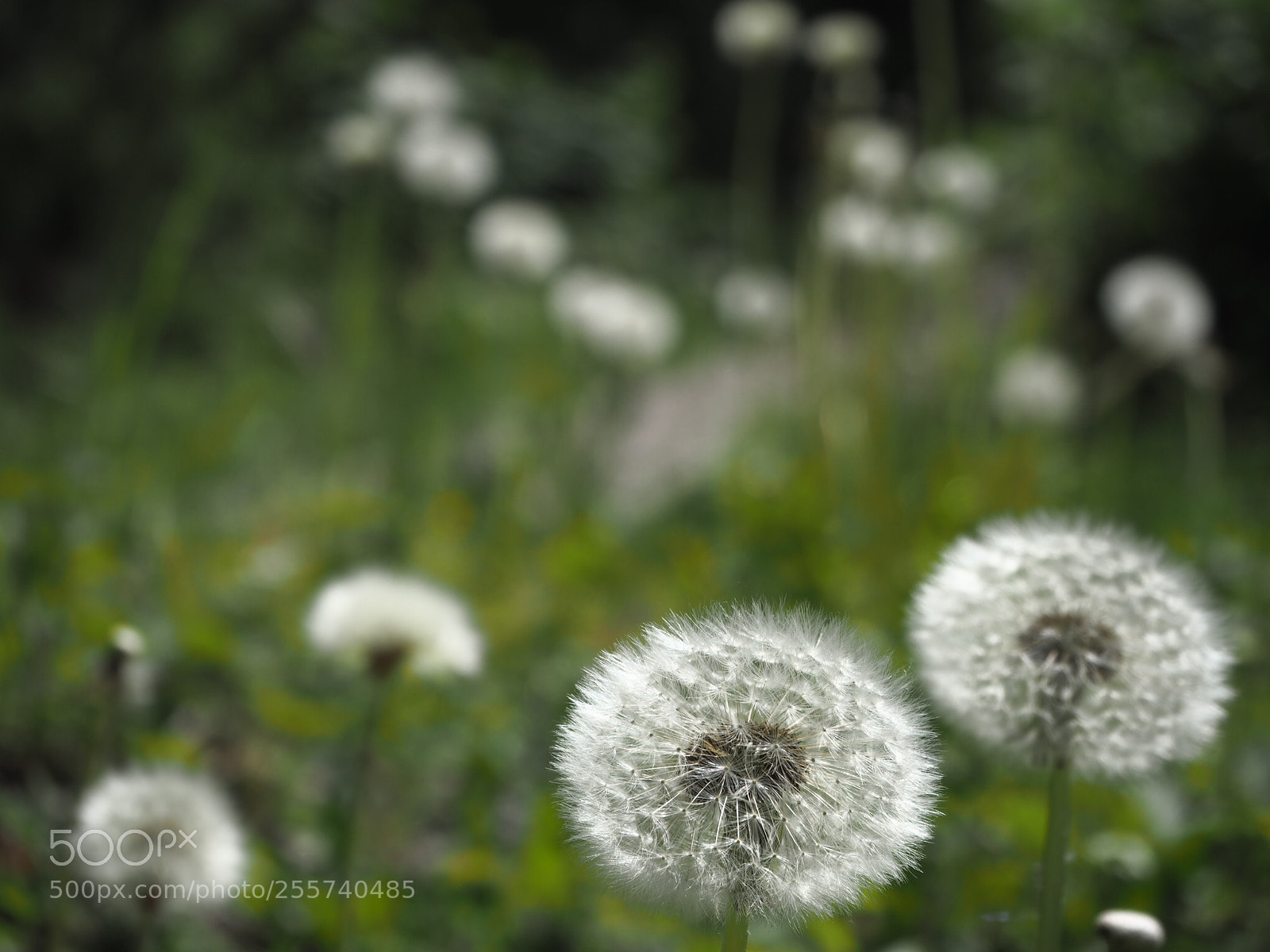 Olympus PEN E-PL7 sample photo. Choose a wish, make photography