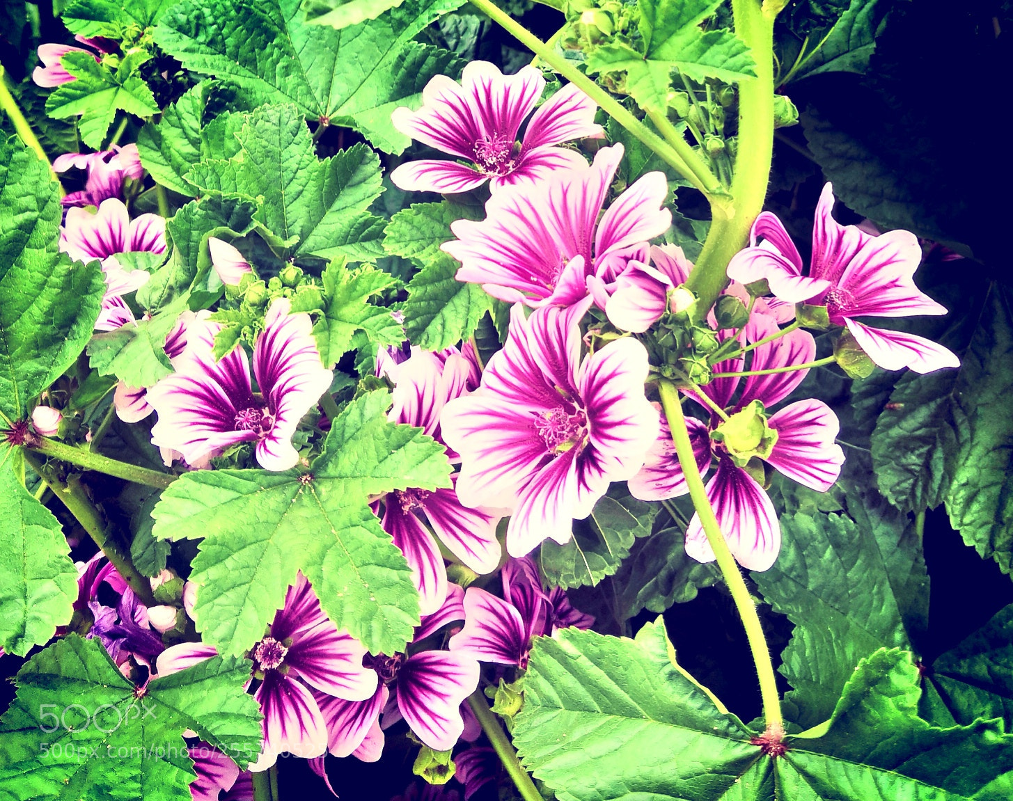 HUAWEI Honor 10 sample photo. Flower photography