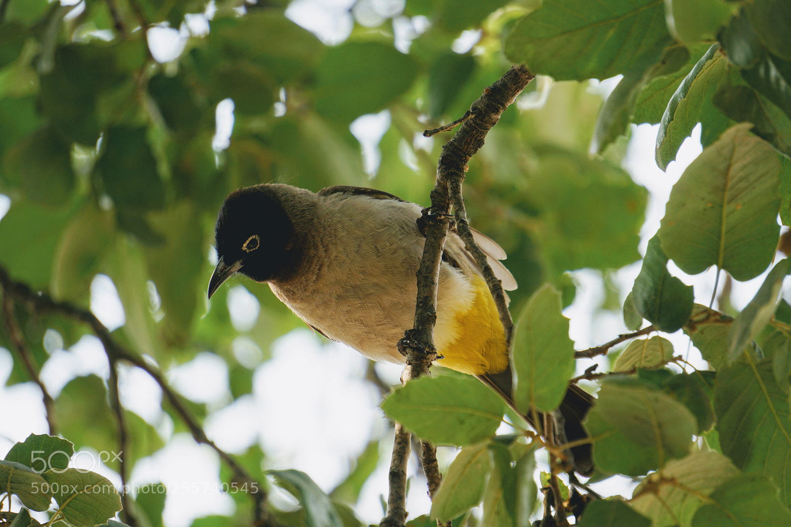 Sony a6000 sample photo. The bird photography