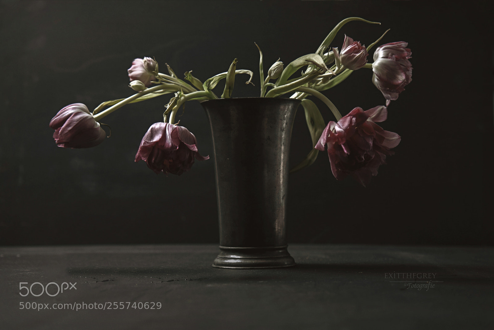 Canon EOS 80D sample photo. Tulip stillife photography