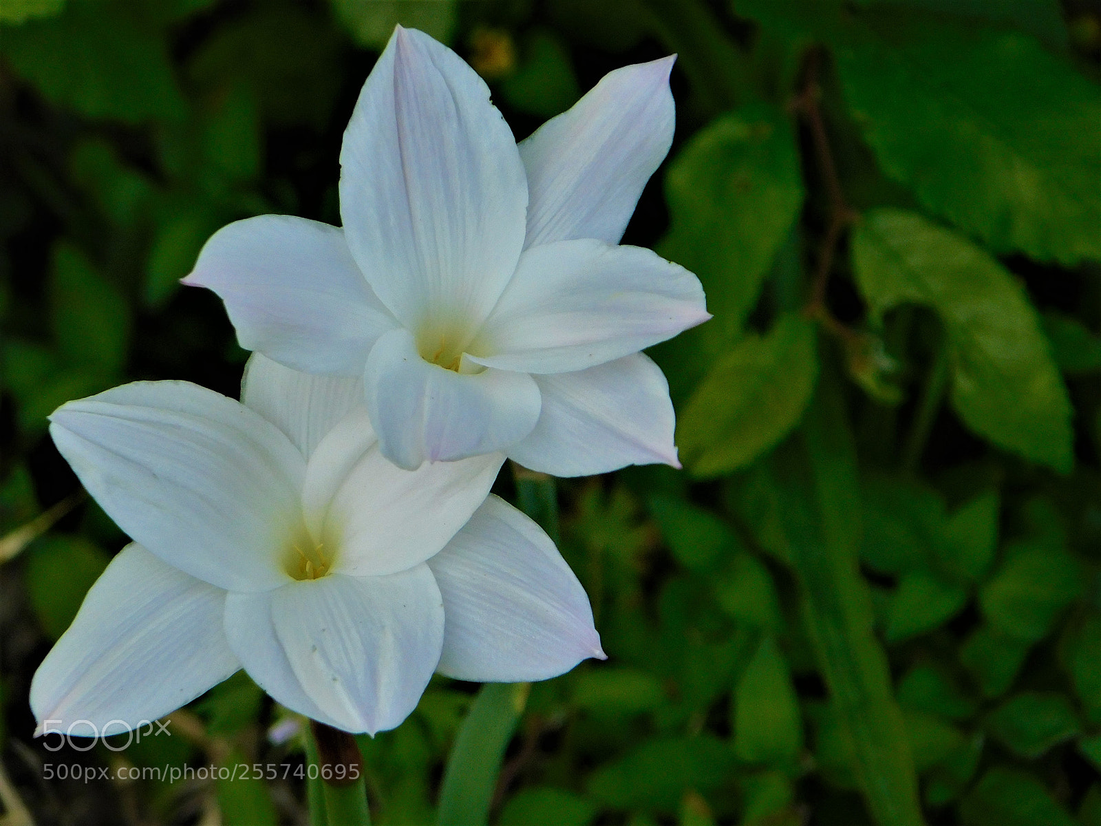 Nikon Coolpix B500 sample photo. () photography