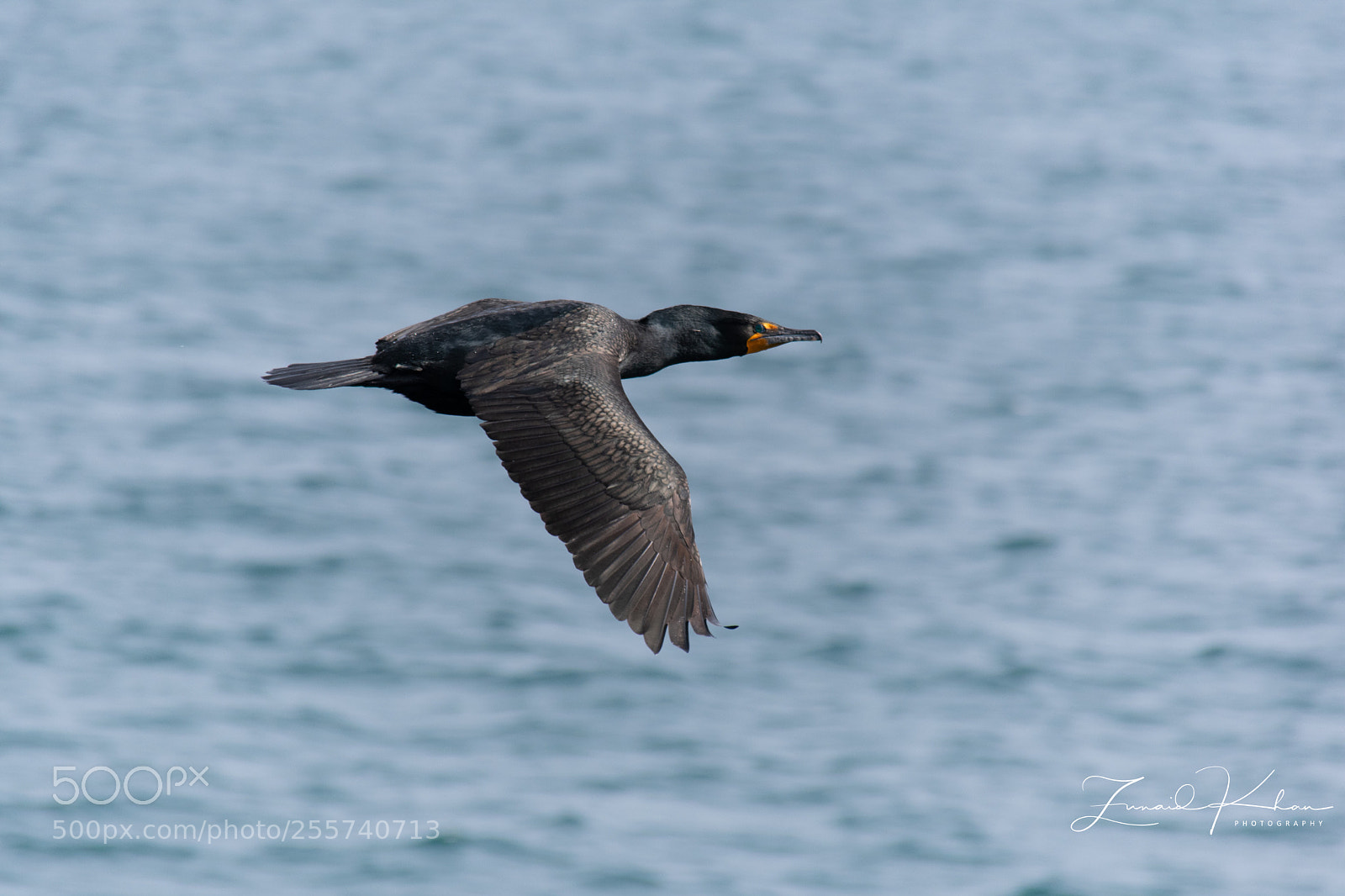 Nikon D3400 sample photo. Flying by photography