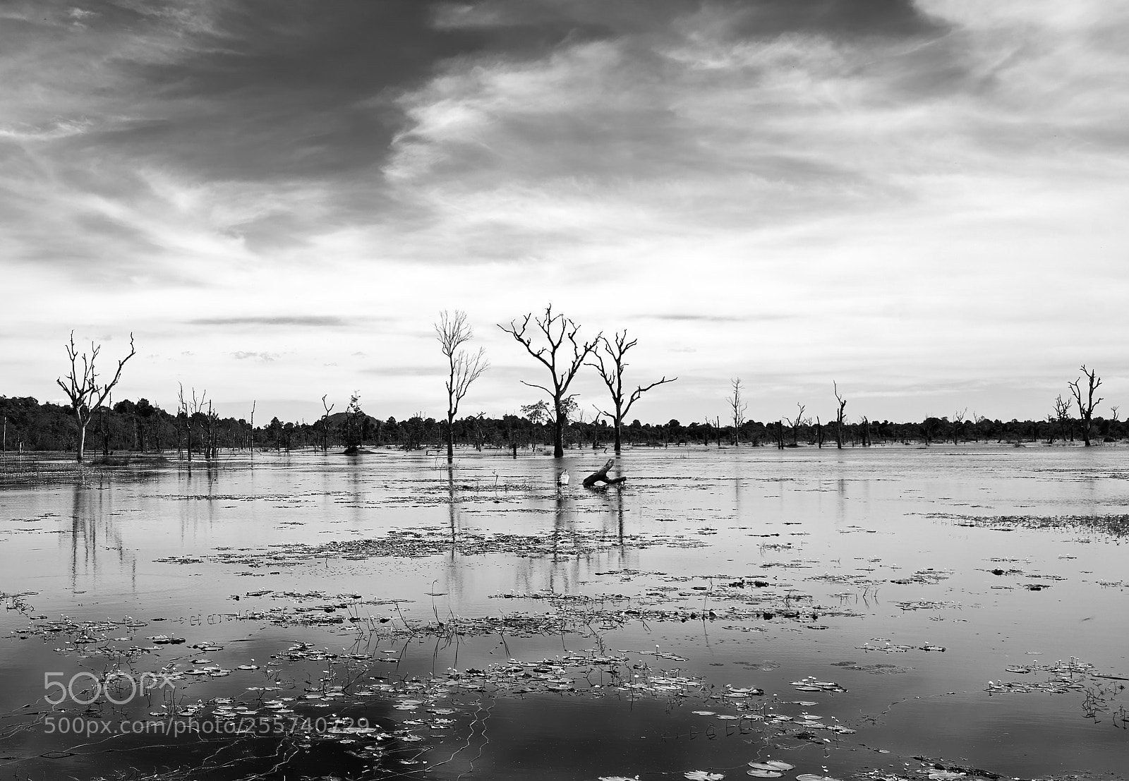Sony a7 sample photo. Cambodia photography