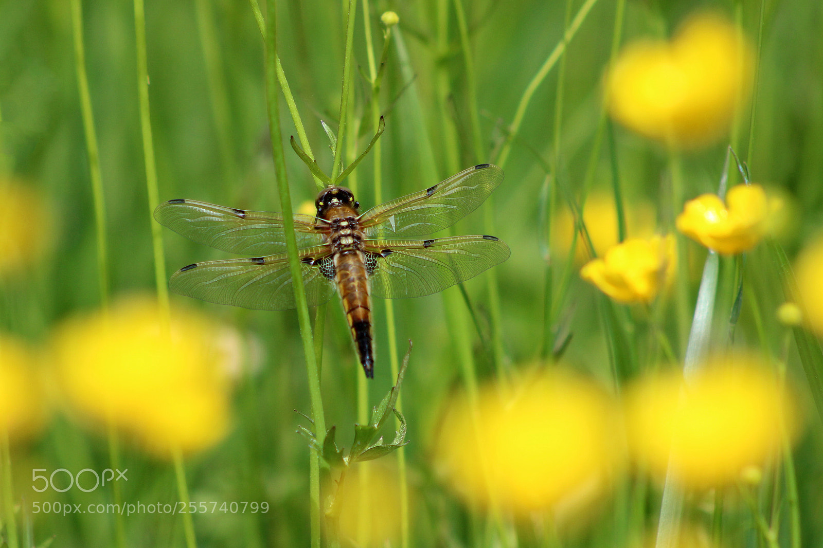 Canon EOS 600D (Rebel EOS T3i / EOS Kiss X5) sample photo. Dragonfly photography