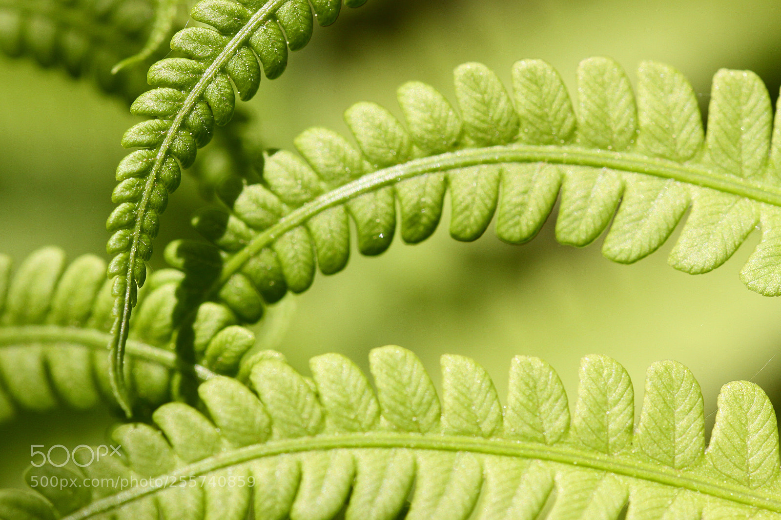 Canon EOS 50D sample photo. Green spring photography