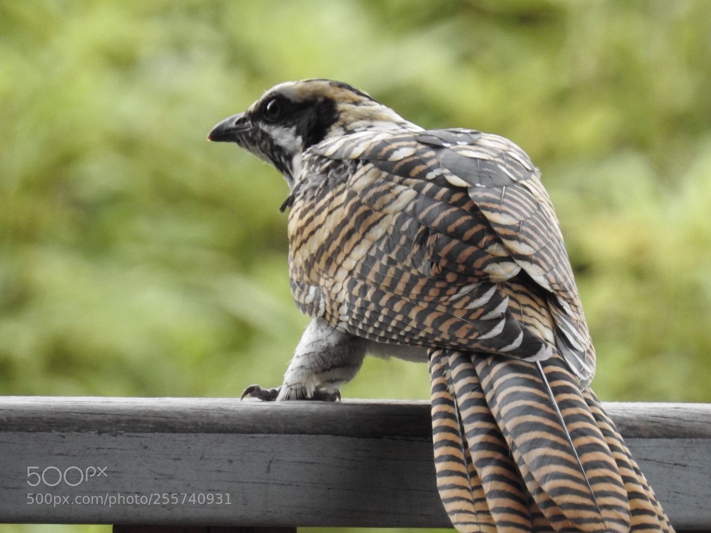 Nikon Coolpix P900 sample photo. Baby eastern koel photography