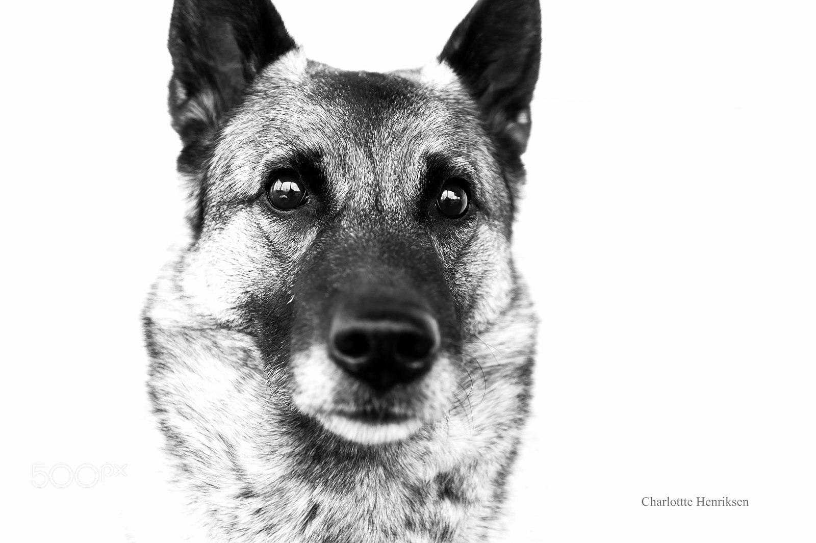 Nikon D4S sample photo. Norwegian elkhound photography
